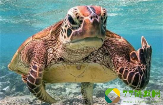 海龟汤恐怖题目及答案最新大全 海龟汤恐怖题目及答案分享一览